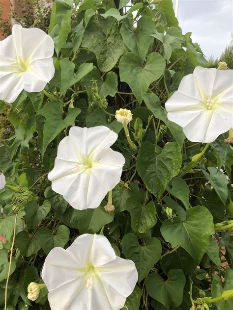 White Morning Glory Poisonous