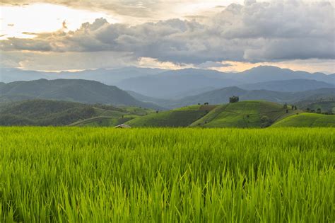 绿油油的稻田和远山高清图片_蛙客网viwik.com