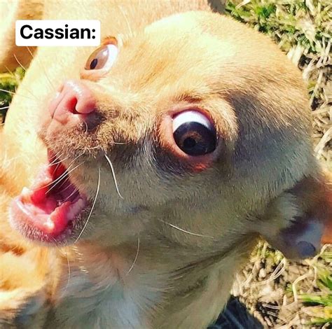 Suspicious Dog Meme Blank