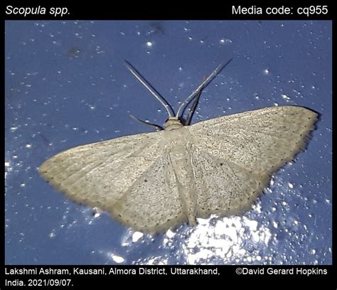 Scopula spp. | Moths