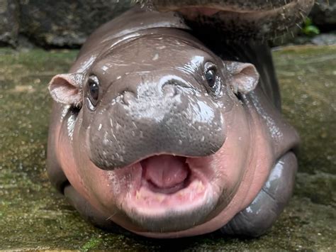 Moo Deng Hippo : All about Thailand's viral pygmy one | Lifestyle Asia ...