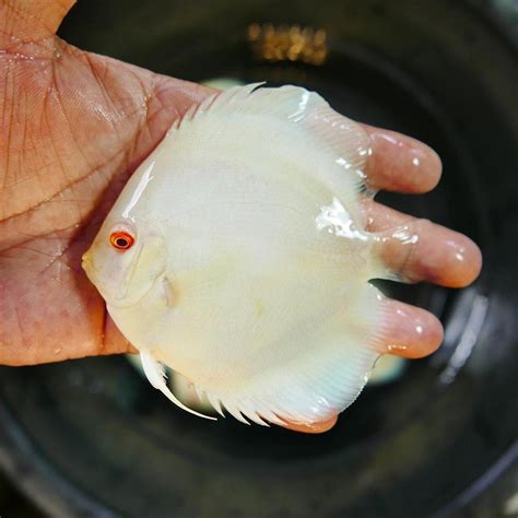 Image result for Discus Albinos