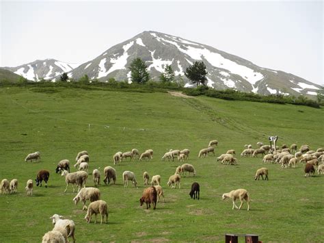 Cannundrums: Sharr Mountain (Kosovo) Sheep Cheese