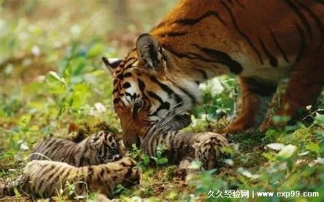 老虎会吃自己的孩子吗，极度缺乏食物的时候会(一般情况不会) — 久久经验网