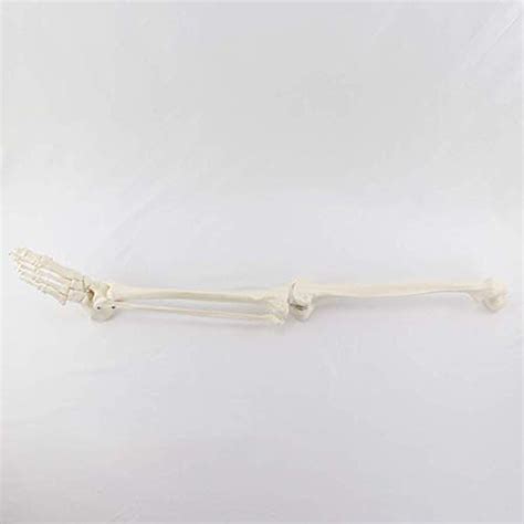Buy Educational Model Scientific Human Anatomy Foot and Foot Joint ...