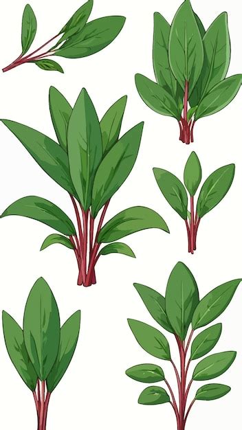 A collection of water spinach cartoon drawing artwork illustration ...