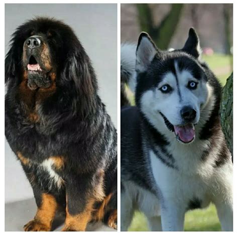 Tibetan Mastiff Husky Mix