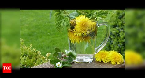 UTI home remedies: Urinary Tract Infection (UTI): Herbal remedies to ...