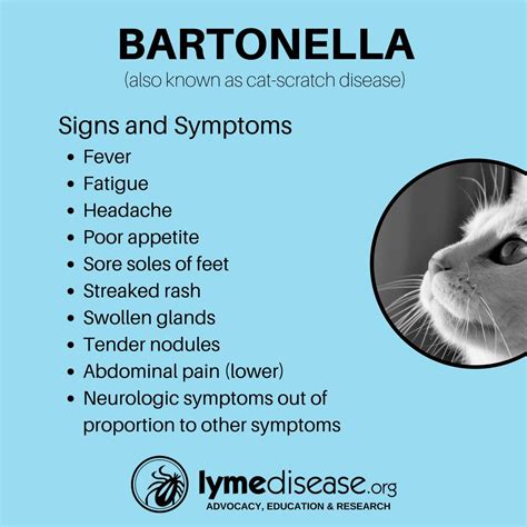 Bartonella Symptoms