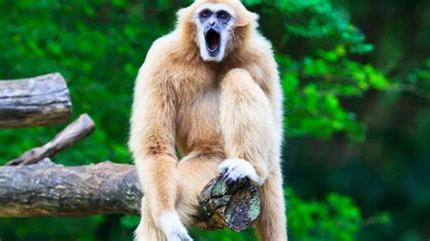 Animals that walk on two legs: 12 incredible examples of bipedal movement