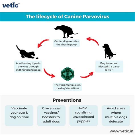 Canine Parvovirus Life Cycle
