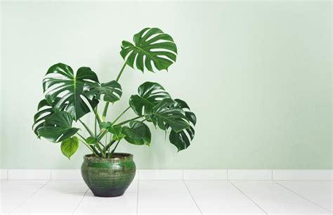 What Size Pot is Best for Monstera Plants? - Petal Republic