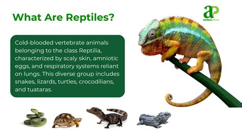 Reptiles: Classification, characteristics, types, behaviors & feeding ...