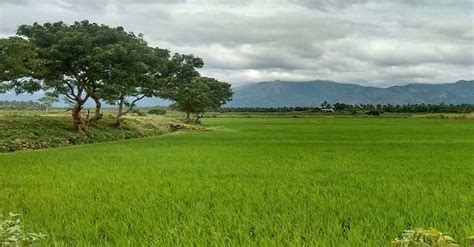 Cottages In Pollachi Guide For A Memorable Stay In 2025