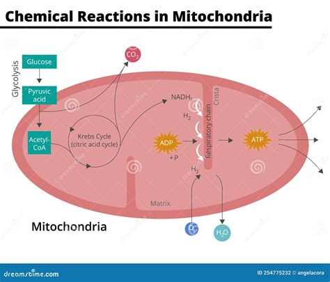 Diagram Showing the Chemical Reactions that Take Place in Mitochondria Stock Vector ...