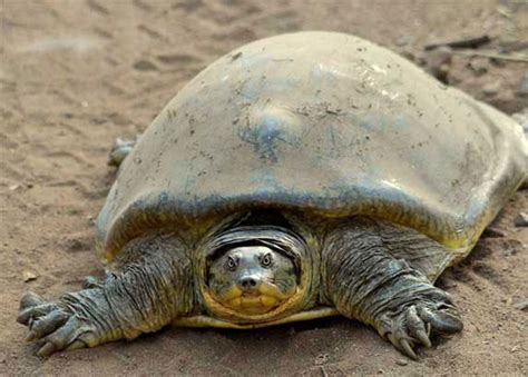 Turtle Skin Minecraft 的图像结果