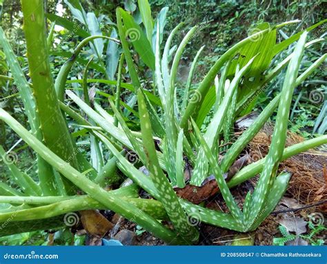 Aloe Vera Aloe Barbadensis Miller Plants Close Look Stock Image - Image ...