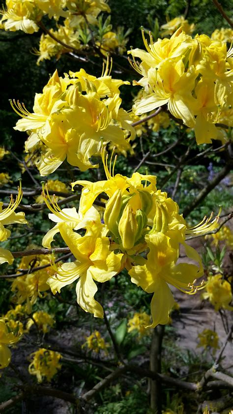 Rhododendron luteum - Pontische azalea, Yellow azalea, Gelbe Alpenrose ...