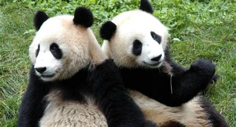 Image result for Panda Example in Python