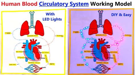 Image result for Working Circulatory Model