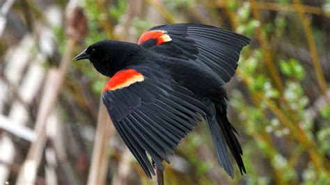 Image result for Order Status