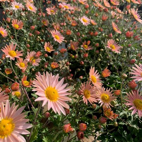 CHRYSANTHEMUM hybrid Hillside Sheffield Pink Daisy Mum - North Shore ...