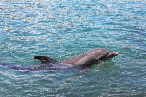 Dolphin Predators: These 6 Animals Kill and Eat Dolphins - AZ Animals