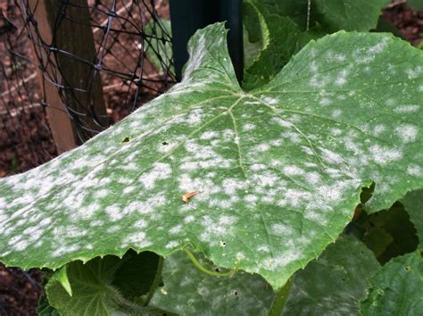Powdery Mildew – Identify and Cure - Watters Garden Center