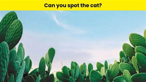 Are You One of the 3% Who Can Spot the Hidden Cat Among the Cacti in ...