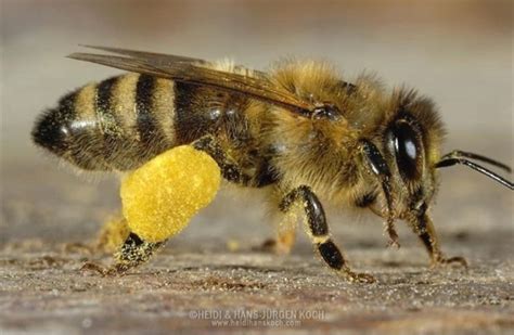 Was Machen Bienen Mit Pollen