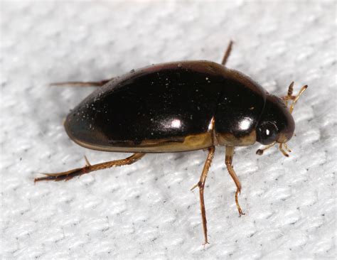 About Tropisternus lateralis nimbatus - Maryland Biodiversity Project