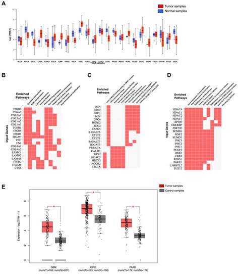 Neuropilin-1: A Multifaceted Target for Cancer Therapy | MDPI