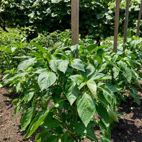 Fertilizing Pepper Plants - How To Get Your Peppers Growing Fast!