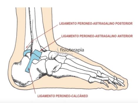 https://www.fisioterapia-online.com/sites/default/files/styles/share_image/public/glosario_images/ligamento_lateral_externo_tobillo.png?itok=oeibo7_7