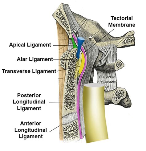 Occipital Condyle Fractures - Spine - Orthobullets