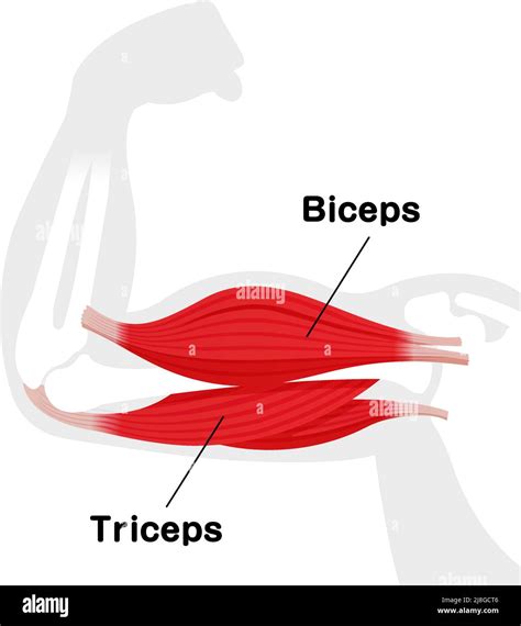 Arm muscle anatomical illustration ( biceps and triceps Stock Vector ...