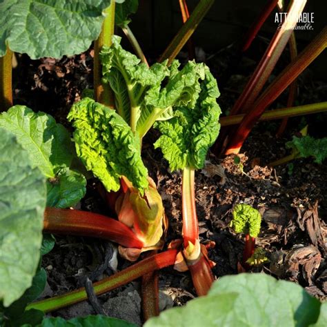 Growing Rhubarb in the Home Garden - Attainable Sustainable®