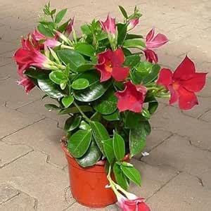 Oxygeen Mandevilla Red Flower Dipladenia sanderi Rocktrumpet Brazilian ...