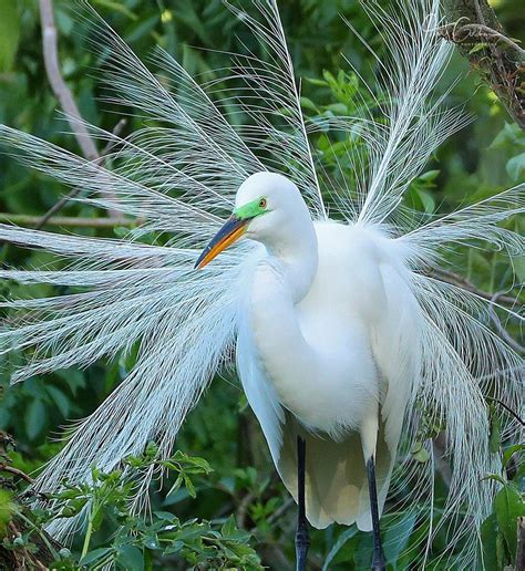 Great White Egret in Breeding Plumage
