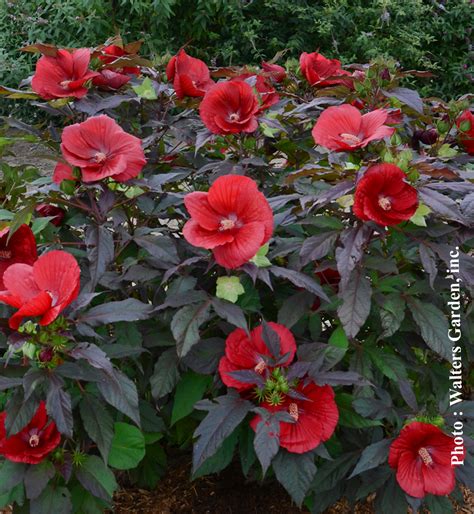 Hibiscus moscheutos "Midnight Marvel" - Ketmie des Marais / Rose Mallow ...
