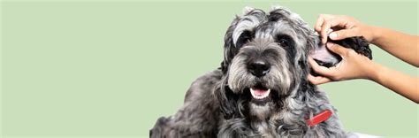 Shedding – PAW NATURALE