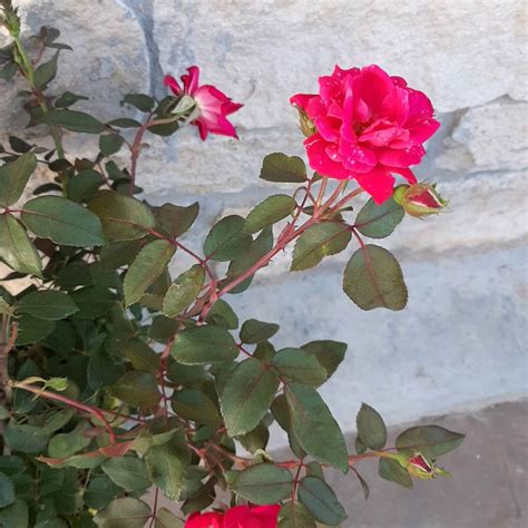 Red Double Knockout Rose - 2 Gallon Container - Grimm's Gardens