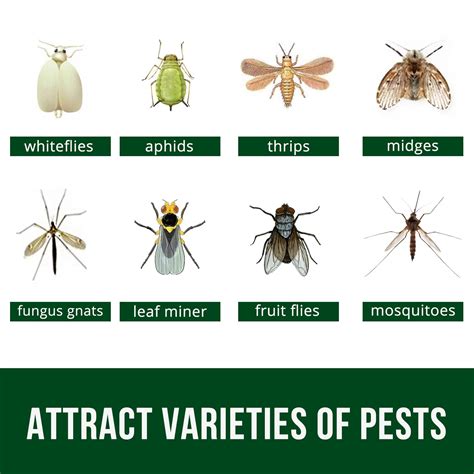 What Causes Gnats And How To Get Rid Of Them Dengarden, 49% OFF