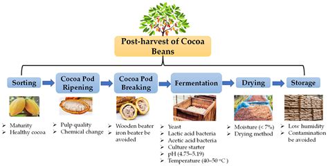 Microbiological Activity Affects Post-Harvest Quality of Cocoa ...