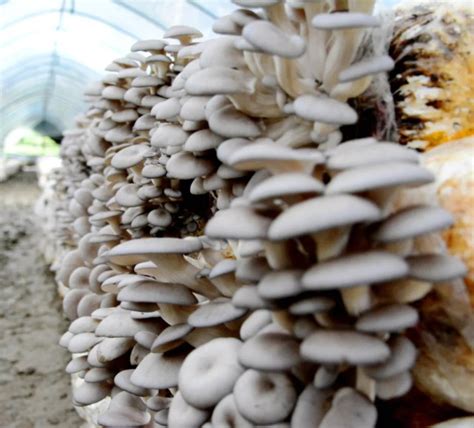 郴州鲁塘镇蘑菇种植基地 成了贫困群众脱贫“摇篮”_大湘网_腾讯网