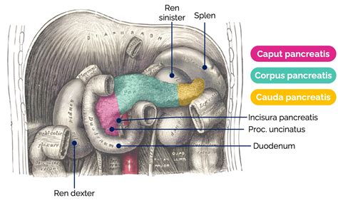 Bauchspeicheldrüse (Pancreas) - Medi Know