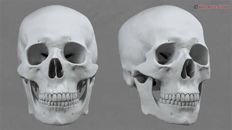 Human Skull 3D Model $99 - .max - Free3D