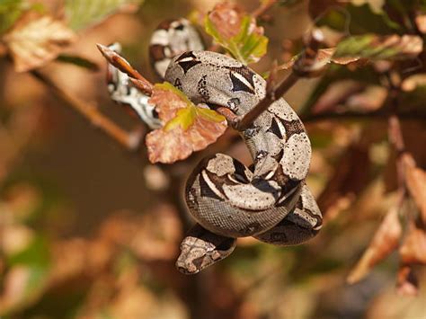 Image result for Red Tail Python Facts