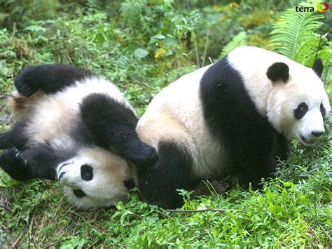 Image result for Panda Example in Python