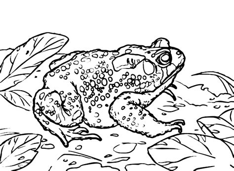 Mais de 20 páginas para colorir de sapo-cururu - PDF para impressão grátis e colorir online